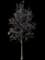 Maple Tree — design image 3