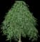 Weeping European Beech — design image 2