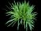 Lily Turf Grass — design image 28