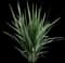Dianella Clarity Blue™ — design image 1