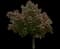 Red Buckeye — design image 2