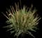 Society Garlic Plant — design image 9