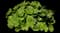 Hollyhock — design image 7