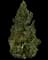 Columnar Mugo Pine — design image 2
