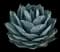 Parry's Agave — design image 6