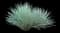 Blue Fescue Grass — design image 2