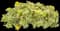 Rock 'N Low® Boogie Woogie Stonecrop — design image 1
