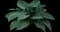 Elegans - Hosta — design image 1