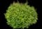 Japanese Spiraea — design image 2