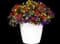 Trixi® Plant Combinations from Selecta — design image 7