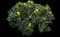 Compact Oregon Grape — design image 1