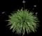 Society Garlic Plant — design image 6