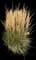 Karl Foerster Grass — design image 10