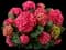 Summer Crush® Bigleaf Hydrangea — design image 1
