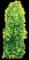 Golden Falls® Redbud Tree — design image 1