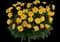 Solanna™ Sunshine Coreopsis grandiflora — design image 1