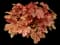 Buttered Rum Coral Bells — design image 1