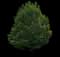 Japanese Zelkova Trees — design image 9