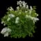 'Snow Day® Surprise' Pearl Bush — design image 2