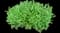 Shrubby cinquefoil — design image 2