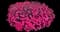 Pink Fire™ Cheddar Pink — design image 8