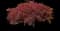 Red Dragon Japanese Maple Tree — design image 2