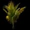 Coconut Palm — design image 2