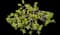 Jade Plant — design image 17