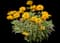 Bit of Honey False Sunflower — design image 1