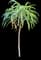Niʻihau Lobelia — design image 2
