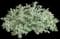 Silver Bullet® Wormwood — design image 1