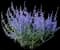 Denim 'n Lace Russian Sage — design image 4