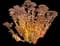 Showy stonecrop — design image 18