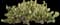 Bunny Ears Cactus — design image 2