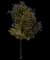 New Zealand Tea Tree — design image 1