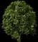 Golden Privet 'Aureum' — design image 8