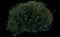 Ninebark (Physocarpus opulifolius) — design image 6