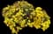 Chrysanthemum Plants — design image 2