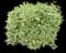 Tatarian Dogwood Shrub — design image 1