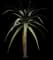 Torch Aloe — design image 8