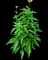 Coneflower — design image 5