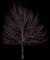 Laurel Tree (Laurus) — design image 7