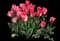 Tulip 'Spryng Break Triumph' — design image 1