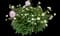 Peony (Paeonia) — design image 31