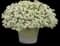 Variegated Mono Sweet Alyssum — design image 2