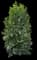 Volcano Cherry Laurel — design image 1