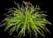 Daylilly — design image 8