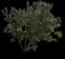 Hawaiian White Hibiscus — design image 1