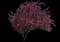 Crabapple Tree — design image 14