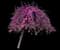Covey Lavender Twist® Weeping Eastern Redbud — design image 3